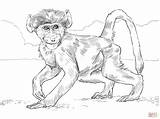 Baboons coloring Pages sketch template