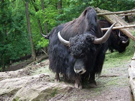 Yak. © 4028mdk09, Creative Commons Attribution-Share Alike 3.0 Unported ...