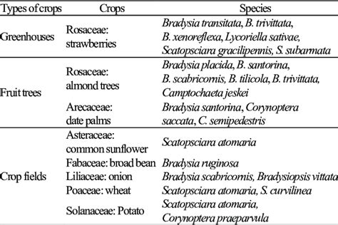 List of species of Sciaridae collected in cultures | Download ...