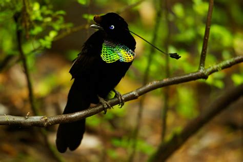 Wahnes's Parotia: BIRDS OF PARADISE: PHOTO GALLERIES: Wildlife ...