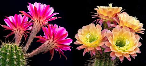 Flowering cactus Figurines & Knick Knacks Art & Collectibles lifepharmafze.com