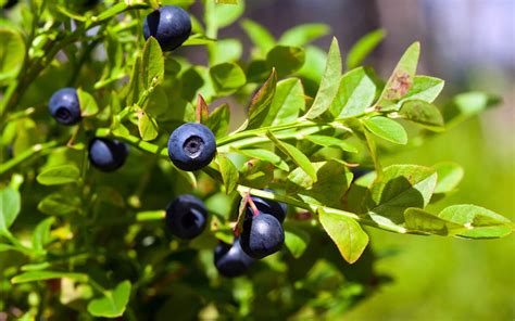 Bilberry: Europe's Blueberry