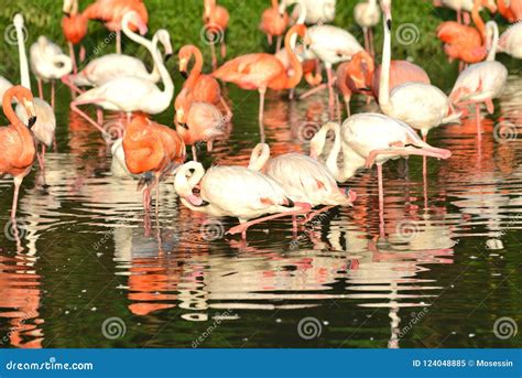 Lesser Flamingo stock image. Image of brackish, bird - 124048885