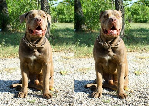 before and after ear cropping | Cute dogs, Cute animal pictures, Pitbulls