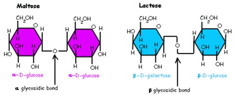 Alpha vs Beta Glycosidic Linkage : r/Mcat