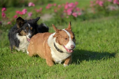 Two Corgi are Playing Together Stock Photo - Image of agility, cute ...