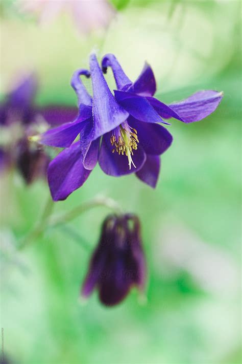 Close Up Of Dark Purple COlumbine Flower And Buds | Stocksy United