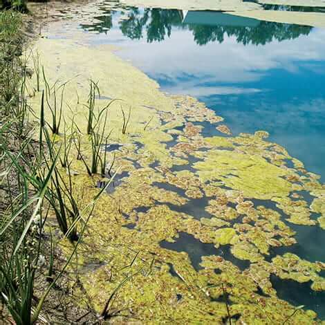 What is Algae? - The Pond Guy