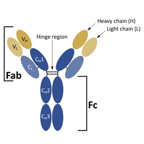 How are mouse monoclonal antibodies humanized: current approaches and limitations