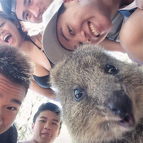 Quokka Selfie | Bored Panda