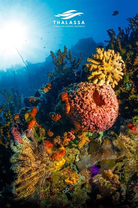 North Sulawesi diving - a world of dazzling color | Dive resort, Colorful fish, Diving