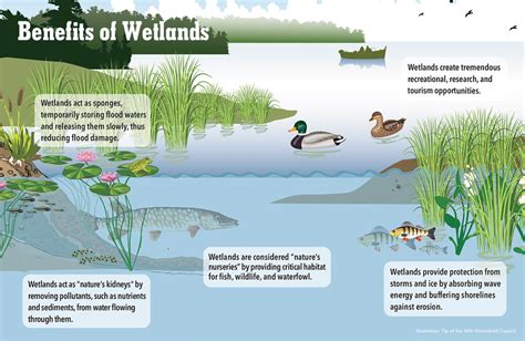 Wetlands: The Heart Of Biodiversity | FOS Media Students' Blog