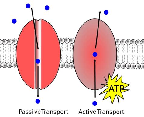 Difference Between Active and Passive Transport - LORECENTRAL