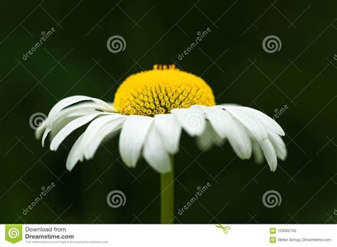 Side View Daisy Flower stock image. Image of petals - 123002153