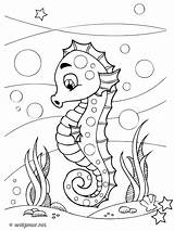 Coloriage Hippocampe A Imprimer Seahorse 3 Animals – Printable Coloring  sketch template