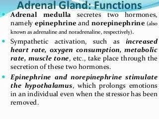 What are the functions of the adrenal gland? - Quora