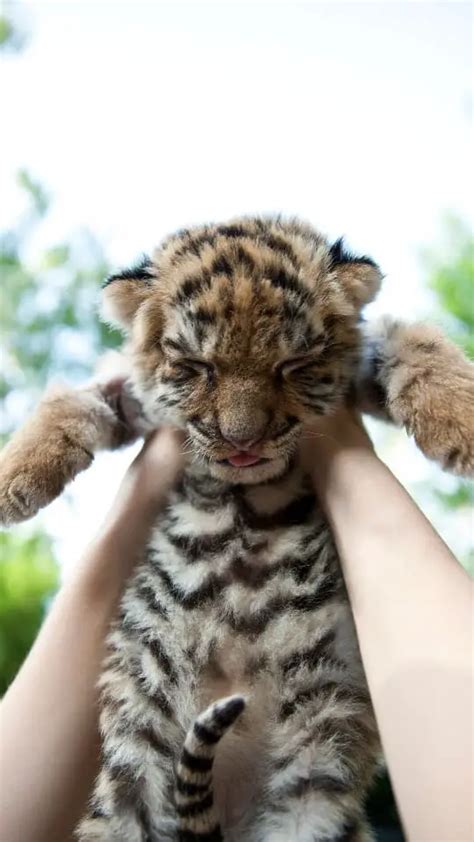 Lovely Baby Tiger Facts & Photos + Wallpapers - UntamedAnimals