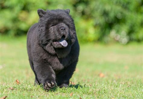 Chow Chow (Chow) Puppies For Sale In Florida