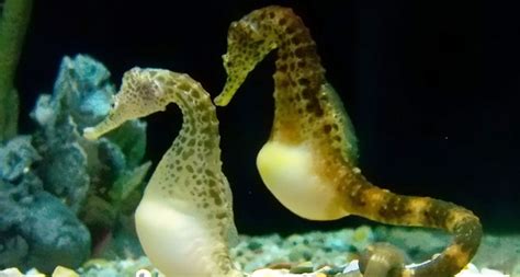 How a seahorse dad is like a pregnant woman | Science News