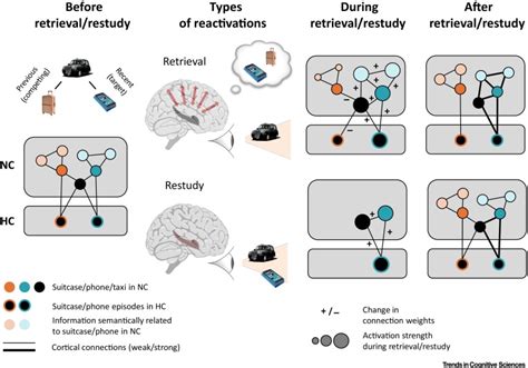 Retrieval as a Fast Route to Memory Consolidation: Trends in Cognitive ...