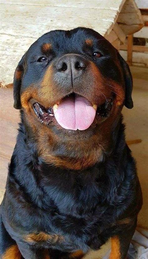 What a pretty block head! | Rottweiler dog, Rottweiler puppies, Rottweiler