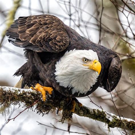 Bald Eagles hunt by watching from a high perch and then swooping down to catch their prey. This ...