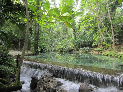 5 Magical Tropical Forests Found in the Caribbean | CaribbeansBest.org