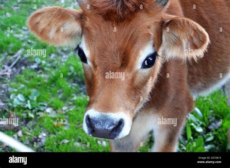 Cute Jersey cow calf close up Stock Photo - Alamy