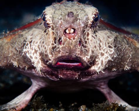 Science Visualized • SEA-BAT COUSINS The Roughback Batfish