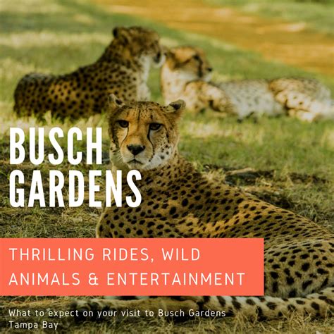 Wild Rides & Animals at Busch Gardens | Must Do Visitor Guides