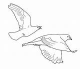 Flying Bird Coloring Pages Realistic sketch template