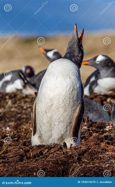 Gentoo Penguin Expressing Mating Call Stock Photo - Image of water, georgia: 103014270