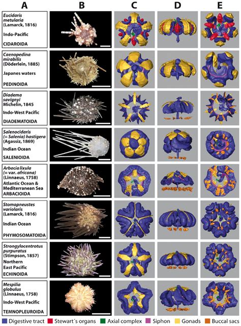 Systematic comparison and reconstruction of sea urchin (Echinoidea ...