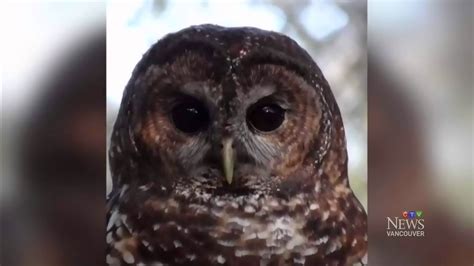 Getting up close to endangered owls at B.C. breeding centre - YouTube