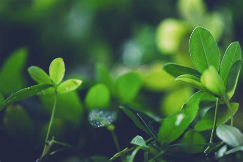 Close-up of Bright Green Leaves · Free Stock Photo