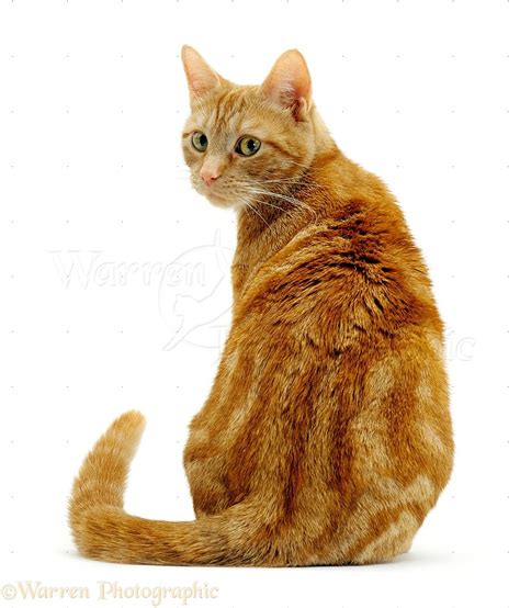 Ginger cat sitting looking round over shoulder photo WP15544