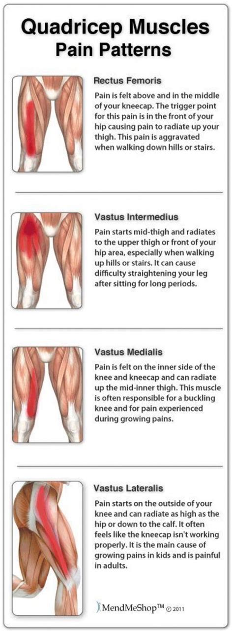 Thigh Muscle Pain, Thigh Muscles, Thigh Muscle Anatomy, Quad Muscles, Psoas Muscle, Muscle Up ...