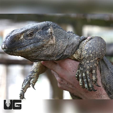 Baby Blackthroat Monitor For Sale - Underground Reptiles