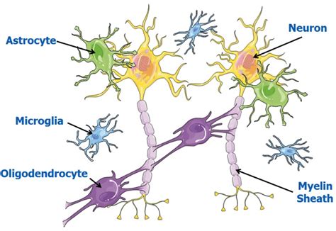 Cerebral Palsy: how could stem cells help? | Eurostemcell