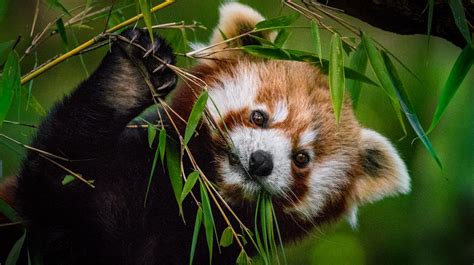 Panda rojo, el pequeño mamífero del Himalaya en peligro de extinción