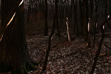 Soul Amp: Moonlit Forest in Late Autumn with Photo Art Light Painting ...