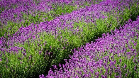 7 Northwest Lavender Fields to Visit this Summer | Seattle Refined