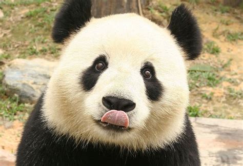 a black and white panda bear sticking its tongue out