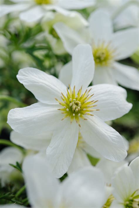 Winter Flowering Clematis (the finished shots) | Jason Ingram | Bristol photographer