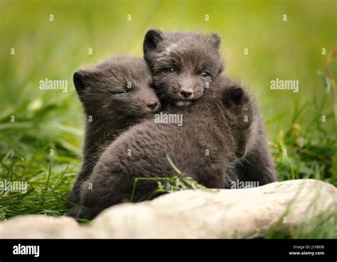 Arctic fox cubs playing Stock Photo - Alamy