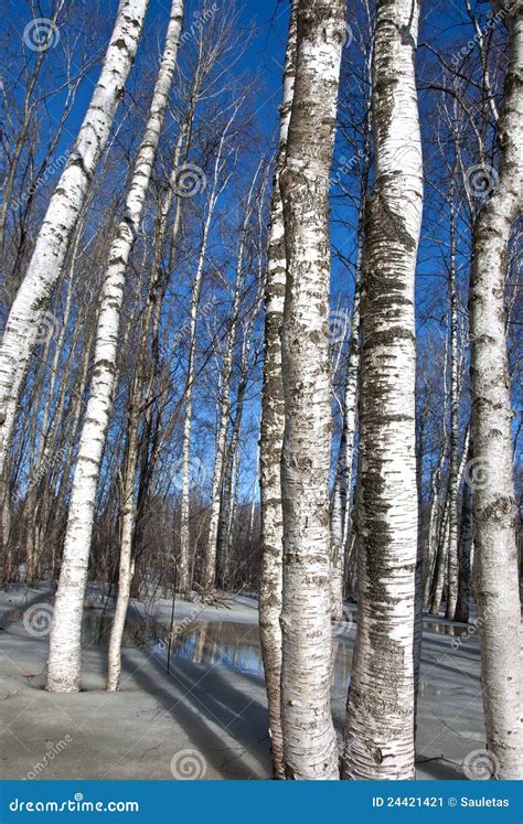 Background Birch Tree Forest Snow Defrost Spring Stock Image - Image of ...