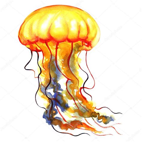 Orange Ocean Water Jellyfish, medusa, isolated, sea life, watercolor illustration Stock Photo by ...