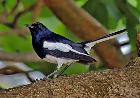 BIRDWALKERMONDAY: 29-3-2015 COCHIN, INDIA - ORIENTAL MAGPIE ROBIN (Copsychus saularis)