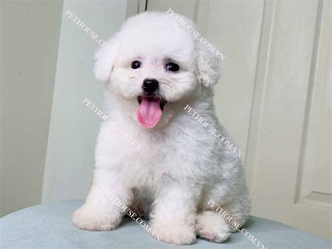 Chó Poodle trắng mã PD038 tại của hàng PetHouse