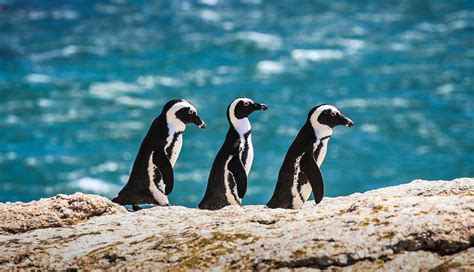 Boulders Beach Penguins Entrance Fee 2020